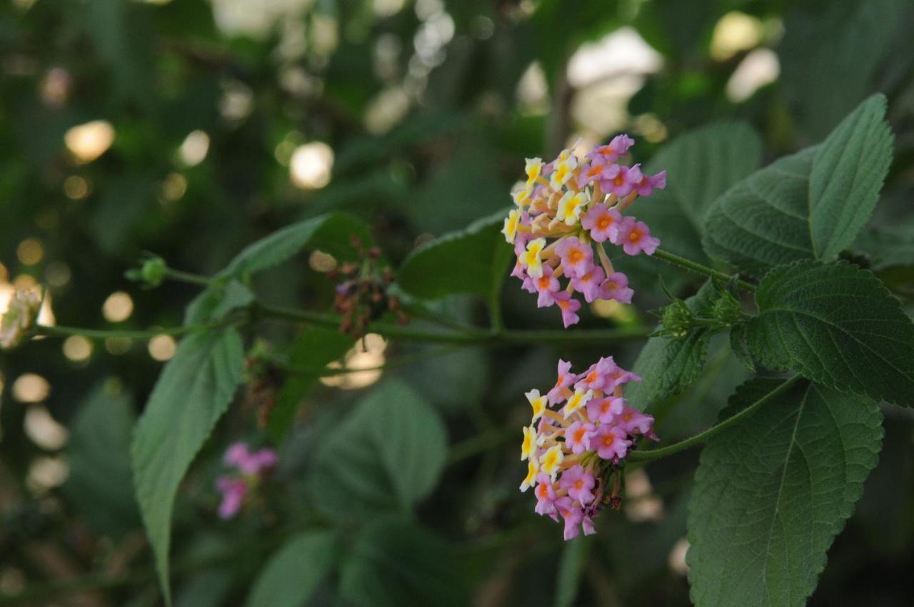 Mandara - Country Lodging Urim エクステリア 写真